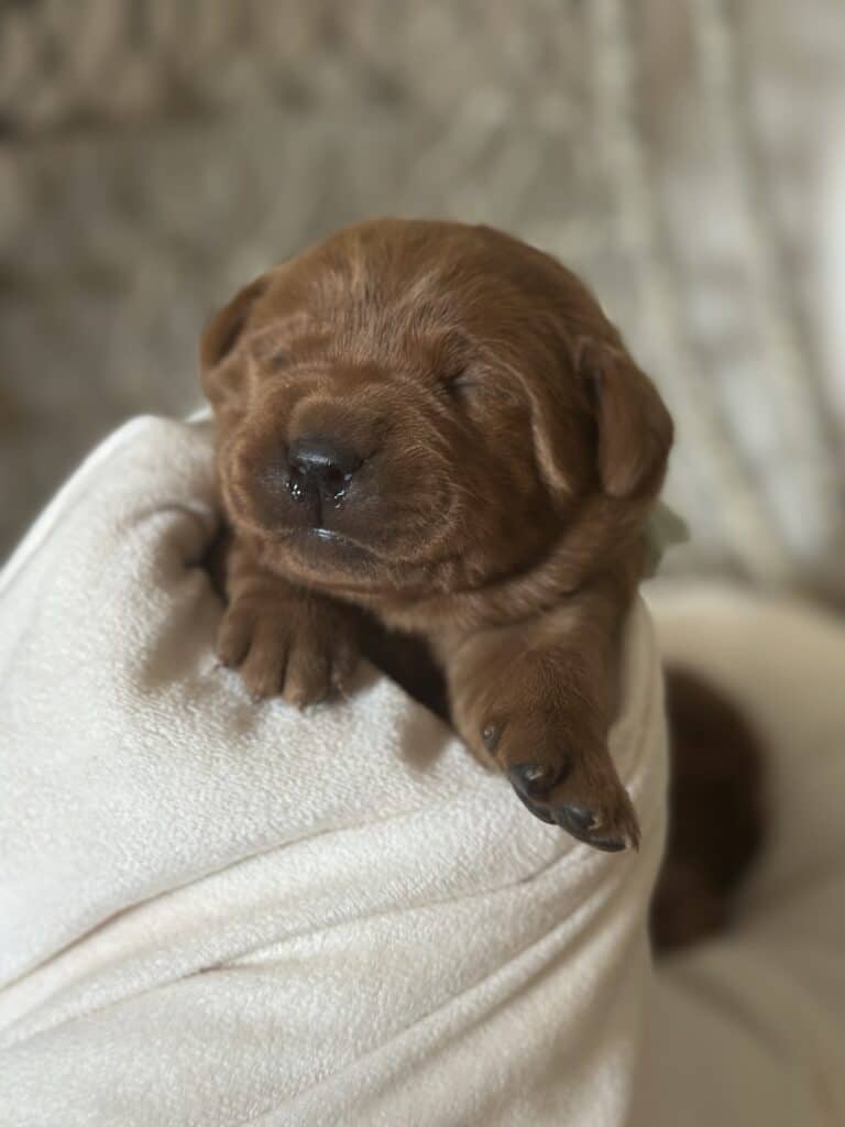 Fox Red Female 1st pick of 3