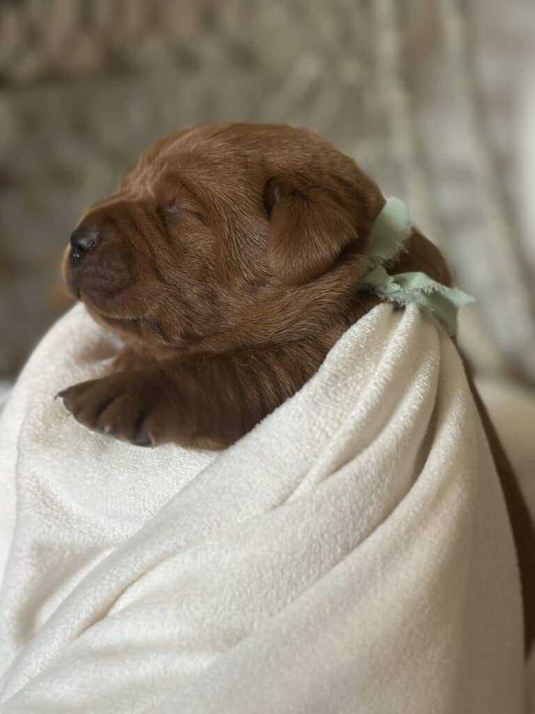 Fox Red Male 2nd pick of 2 (Last Pick)