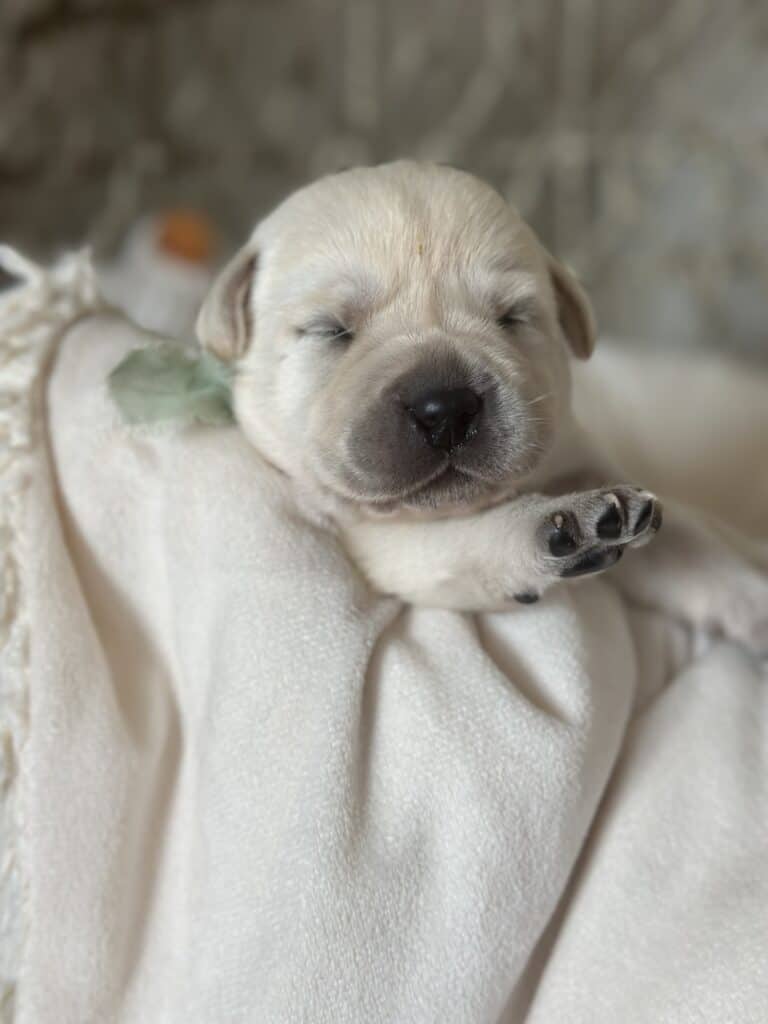 White Male 7th pick of 7 (Last Available Puppy)