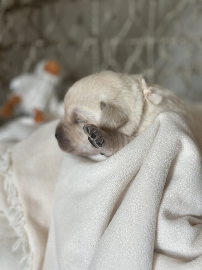 Boone- White Male- Ready Today