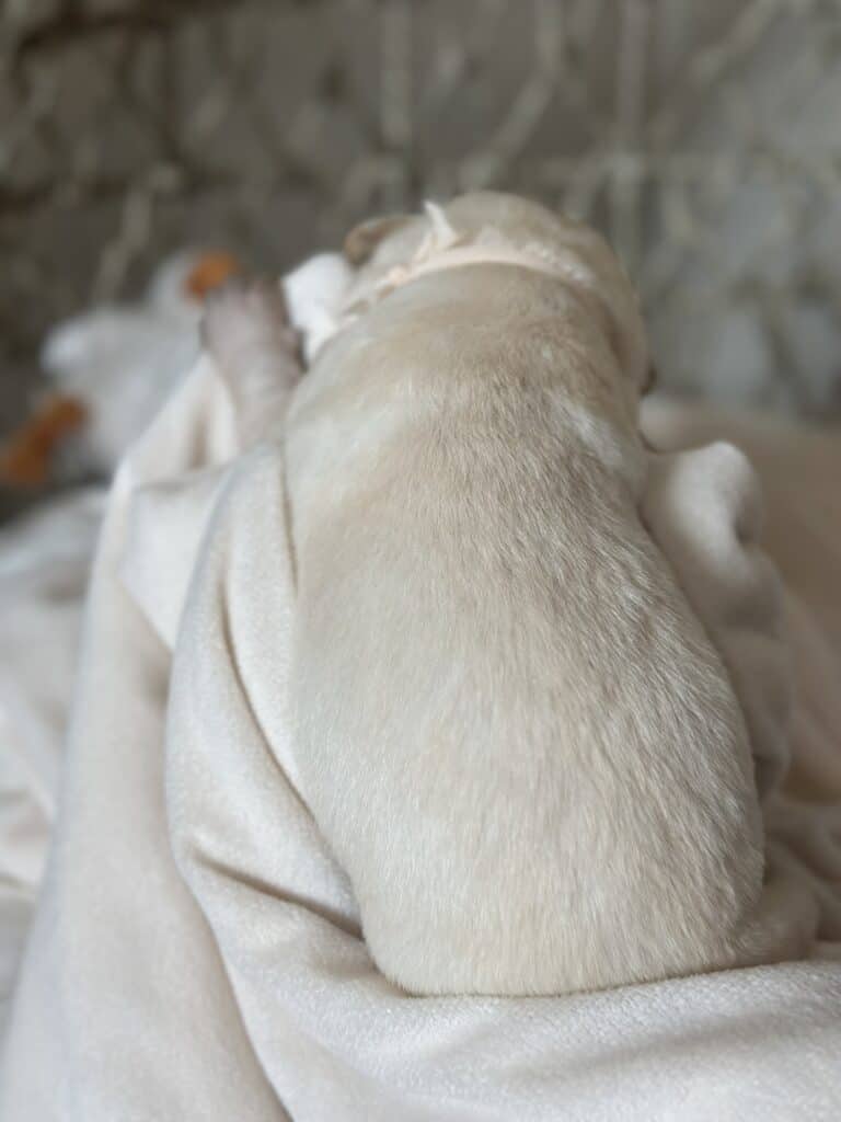 Boone- White Male- Ready Today