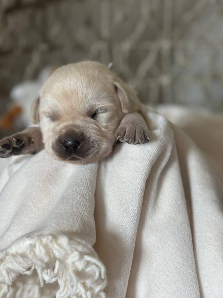 White Female 3rd pick of 3 (Last Female )