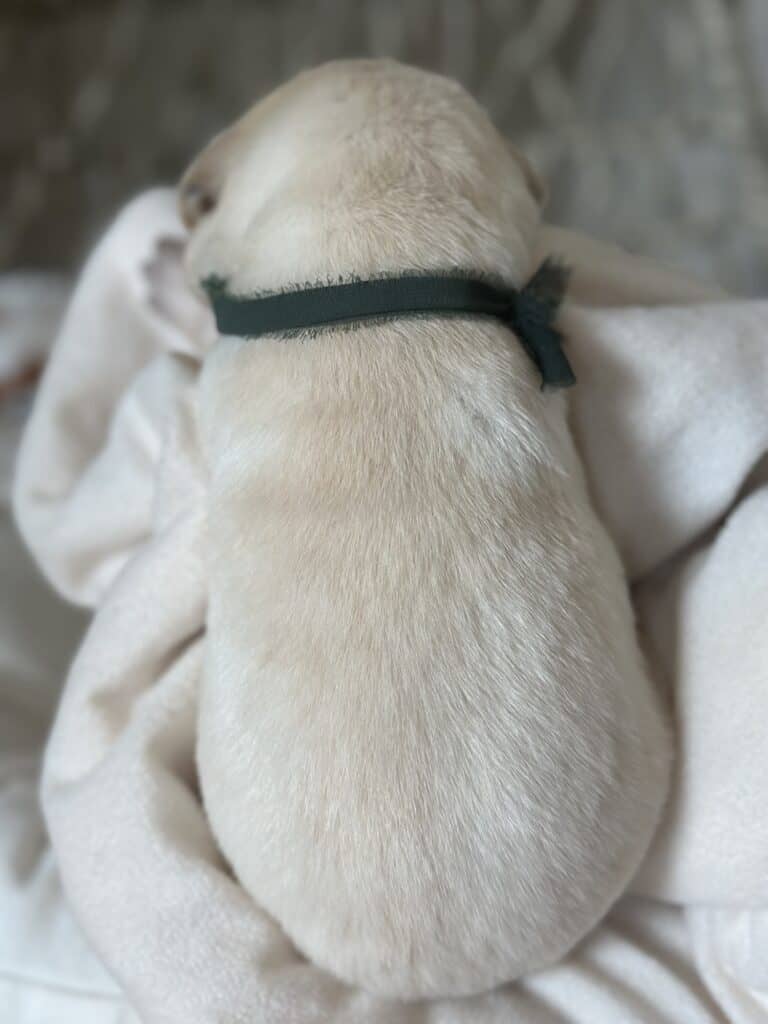 Sarge- White Male - Available Today