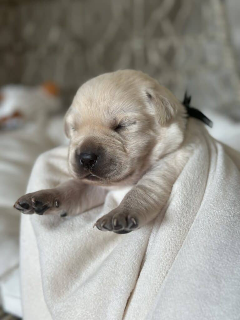 Sarge- White Male - Available Today