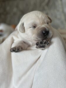 White Male 7th pick of 7 (Last Available Puppy)