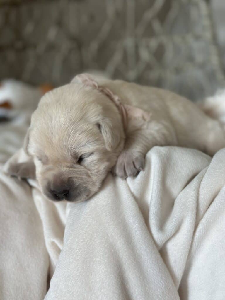 White Female 3rd pick of 3 (Last Female )