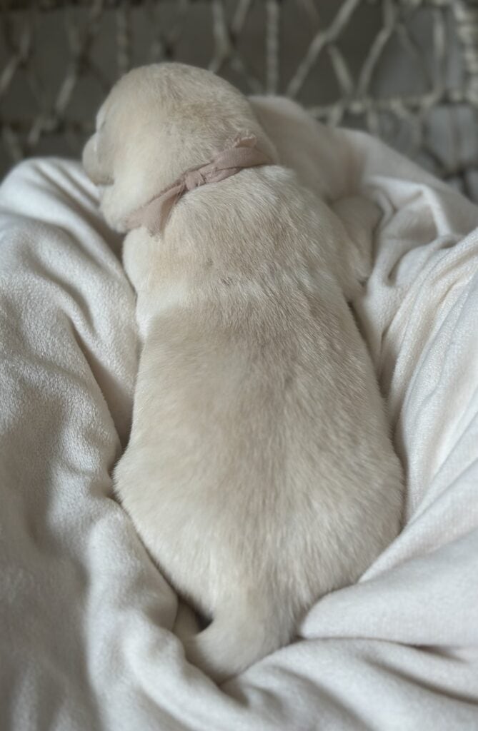 White Female 3rd pick of 3 (Last Female )