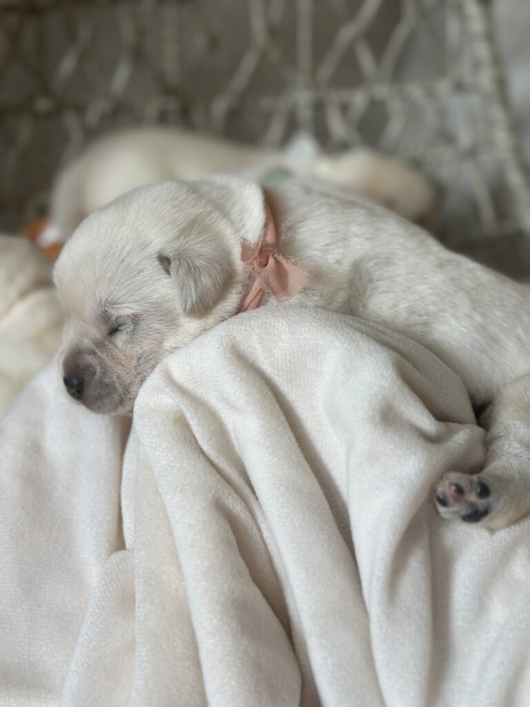 Freya- White Female - Available Today