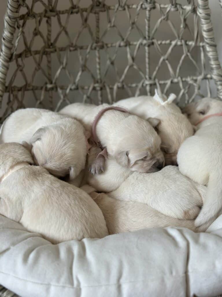 Boone- White Male- Ready Today