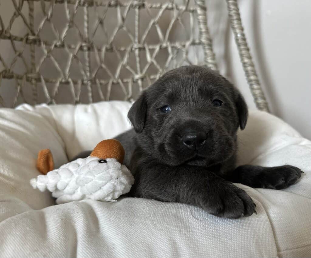 Charcoal Male 1st pick of 2