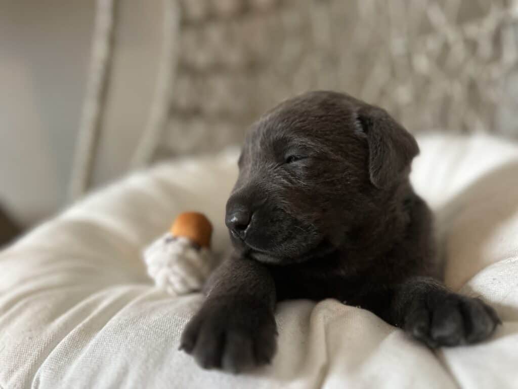 Charcoal Female 2nd pick of 2