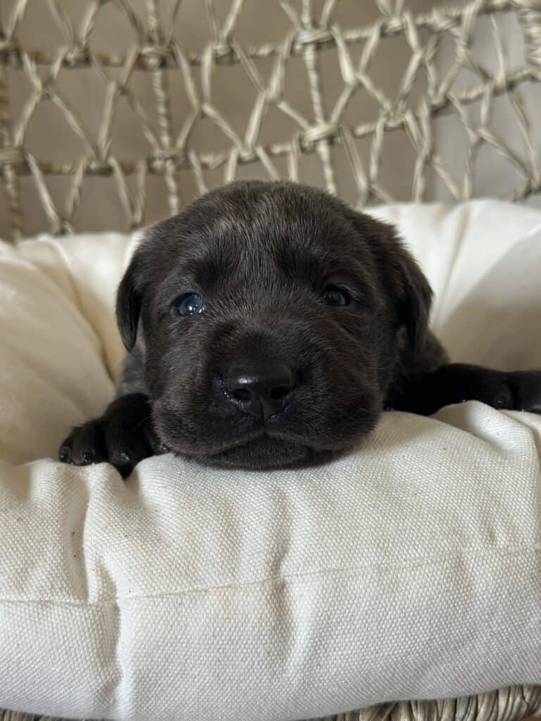 Charcoal Male 1st pick of 2