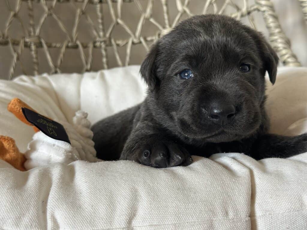 Charcoal Male 2nd pick of 2