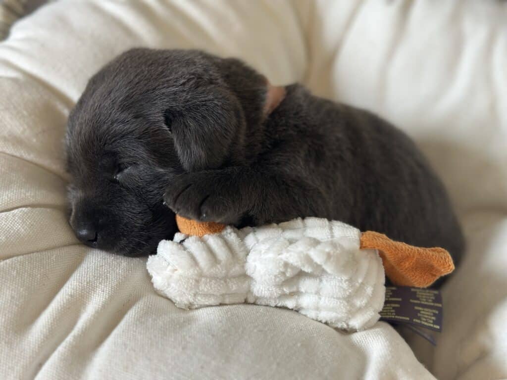 Charcoal Female 2nd pick of 2