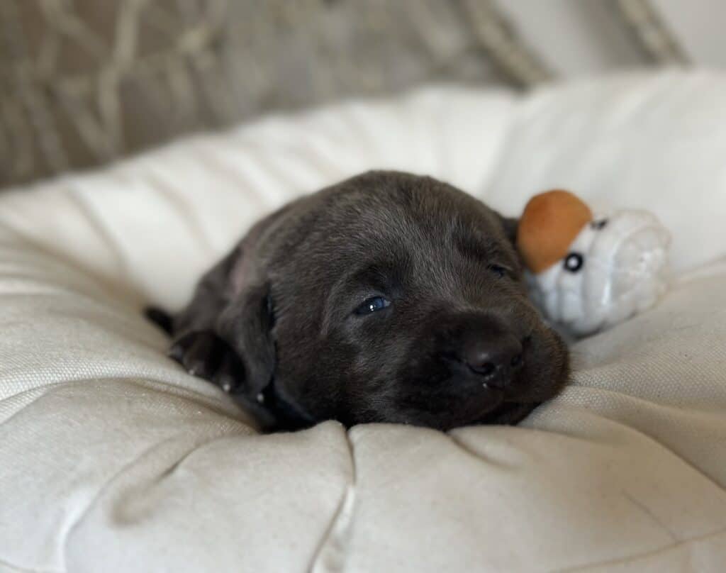 Charcoal Male 2nd pick of 2