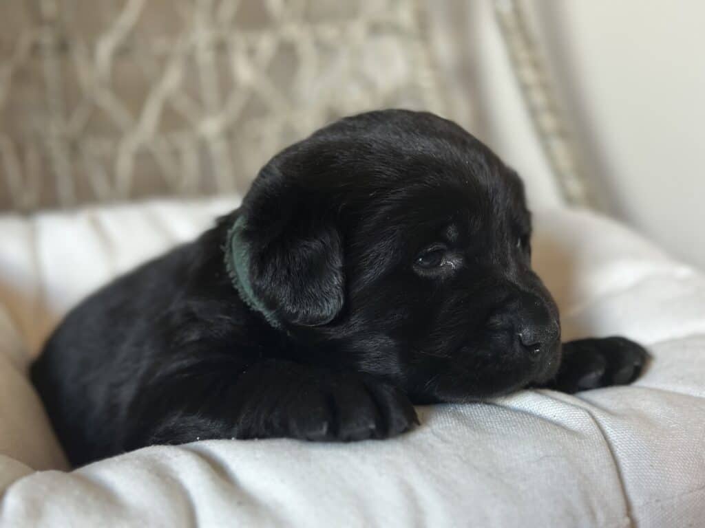 Black Male - 1st pick of 2