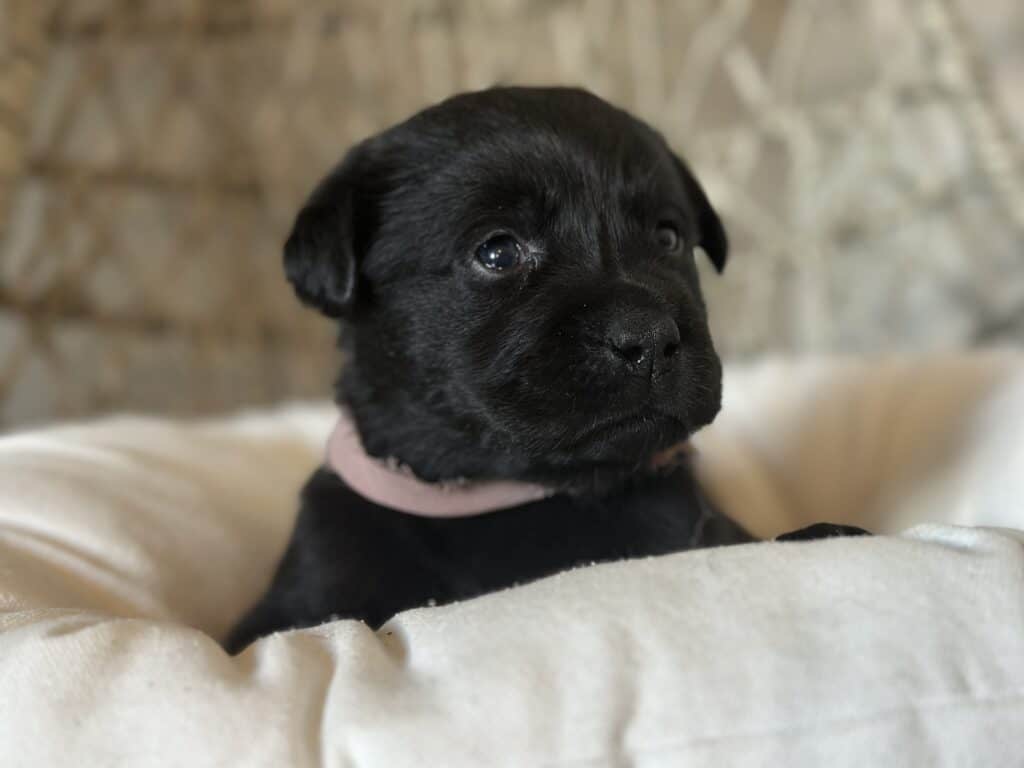 Black Female - 1st pick of 2