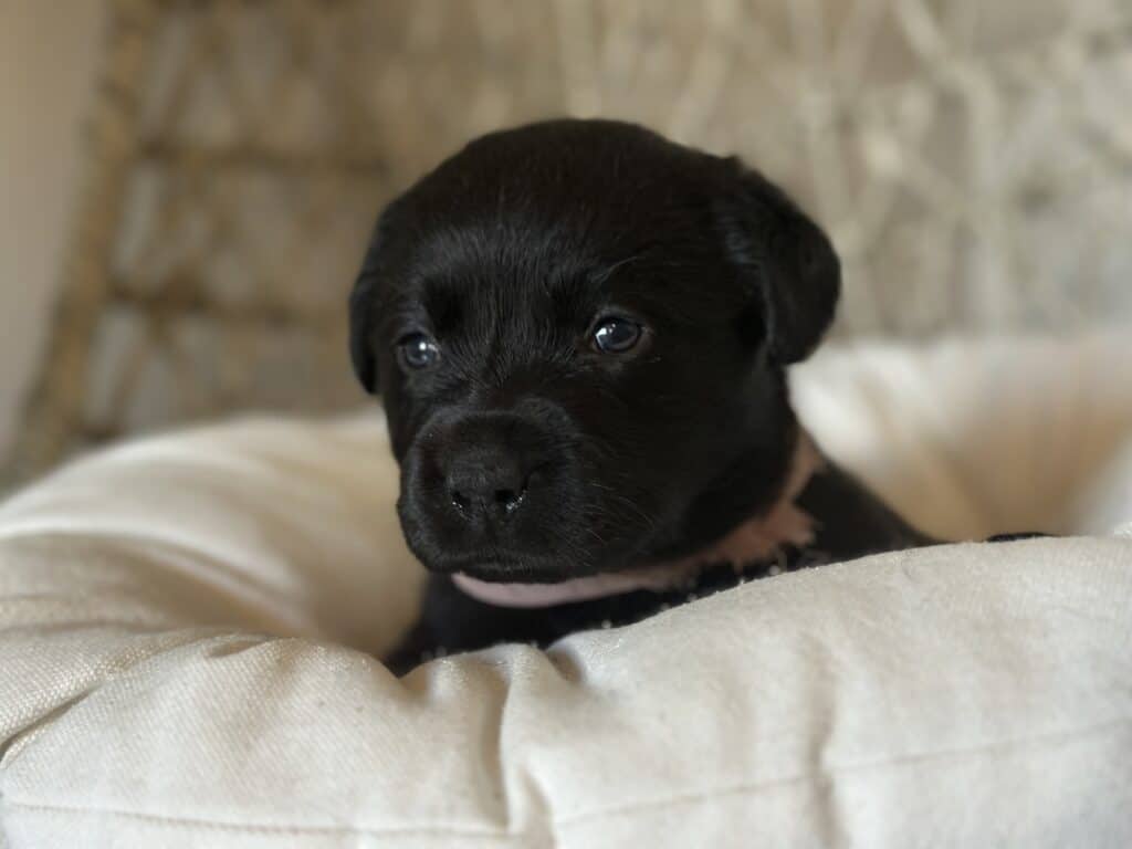 Black Female - 1st pick of 2