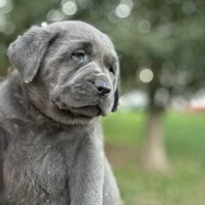 Black Females- Markee