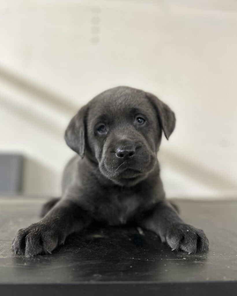 Charcoal Male- Ready 10/11