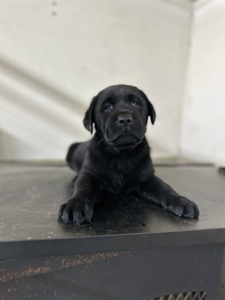 Raven- Black Female - Available Today