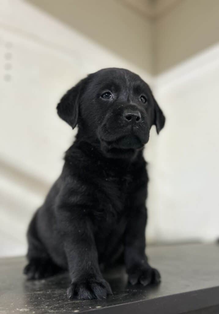 Black Female - 1st pick of 2