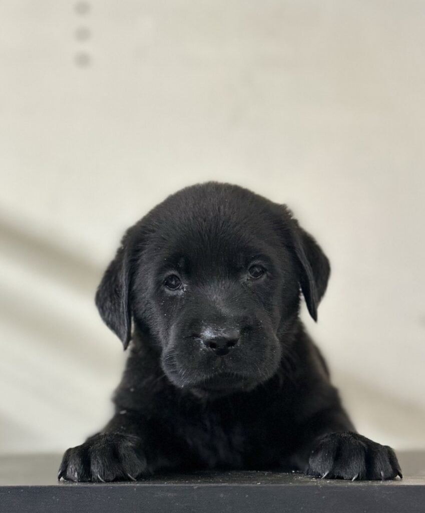 Black Male - 1st pick of 2