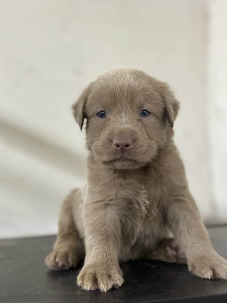 Silver Male 1st pick of 2