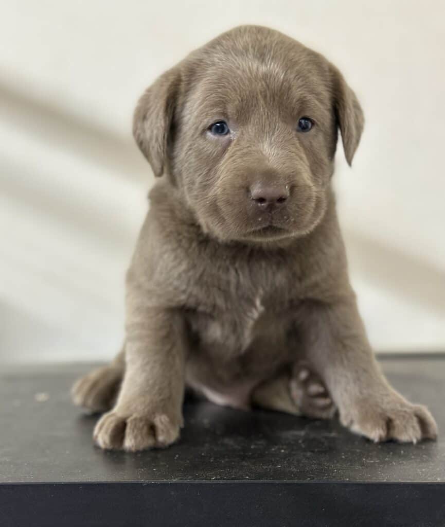 Silver Male 2nd pick of 2