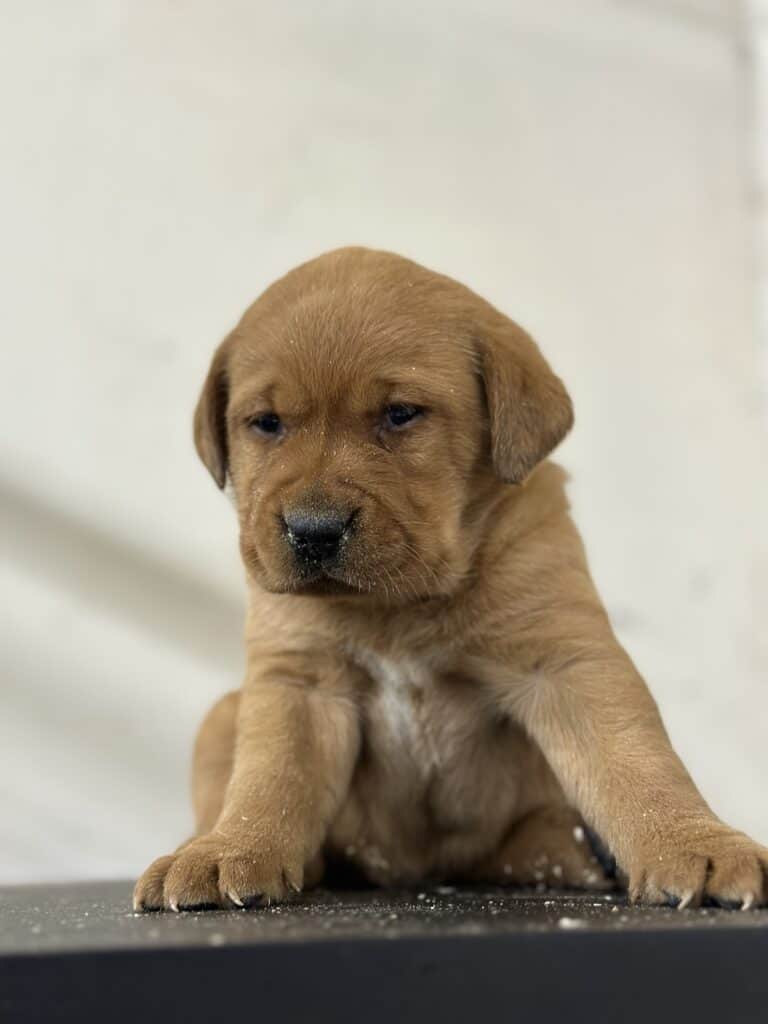 Fox Red Male 1st pick of 2