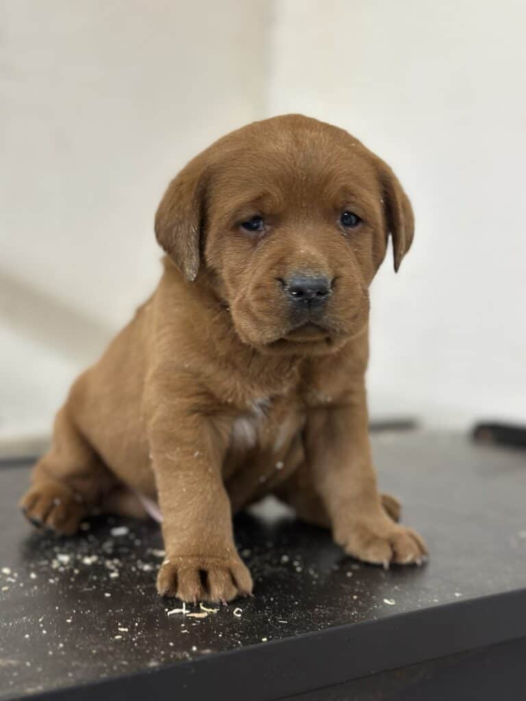 Fox Red Male 2nd pick of 2 (Last Pick)