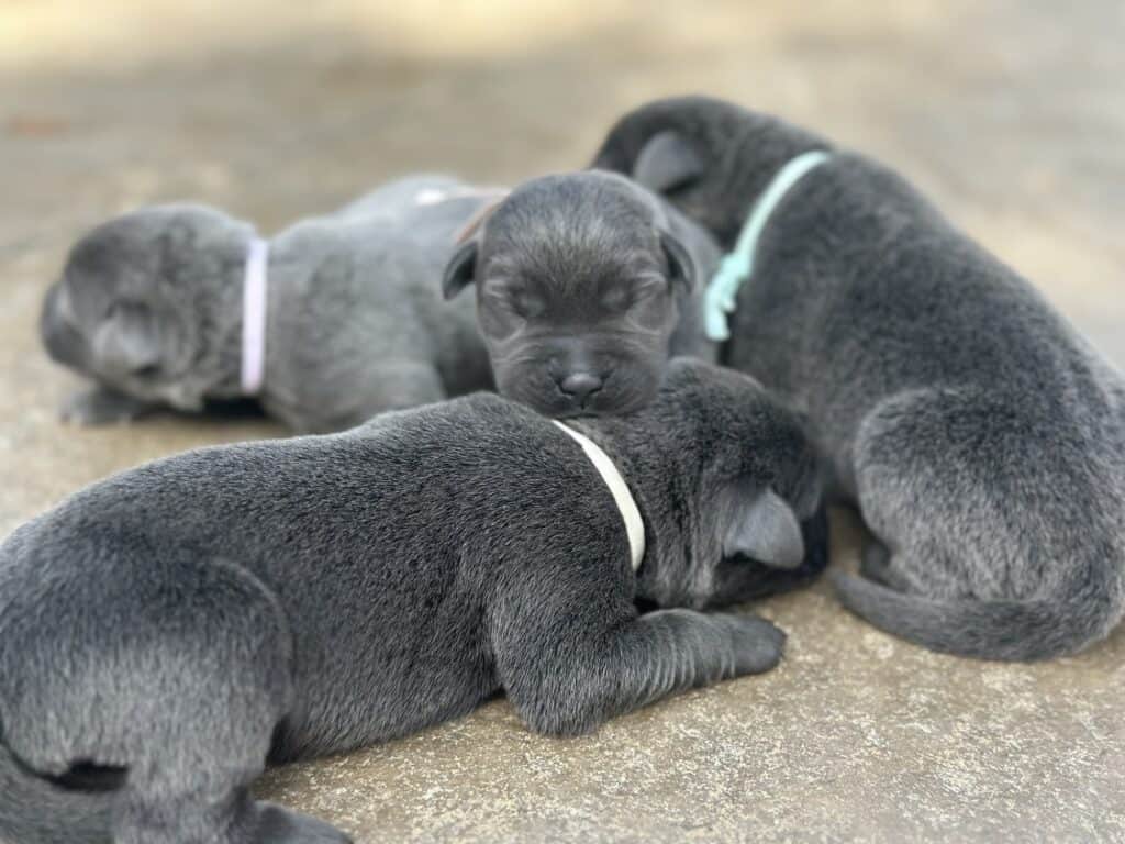 Charcoal Male 2nd pick of 2