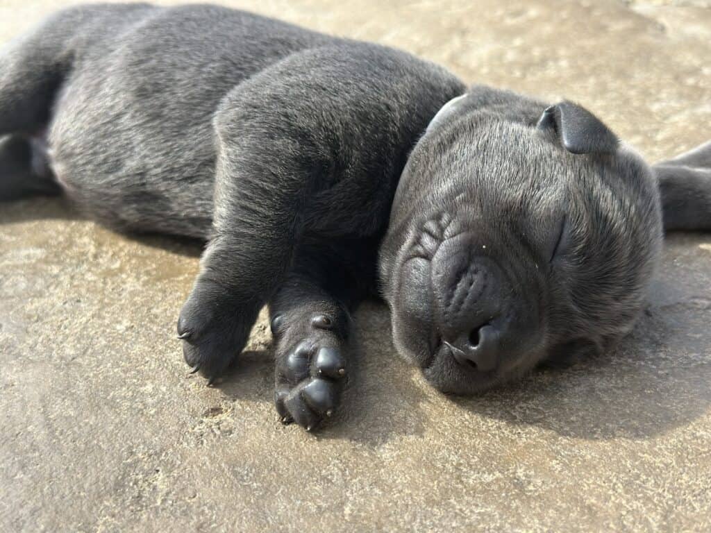 Charcoal Male 1st pick of 2