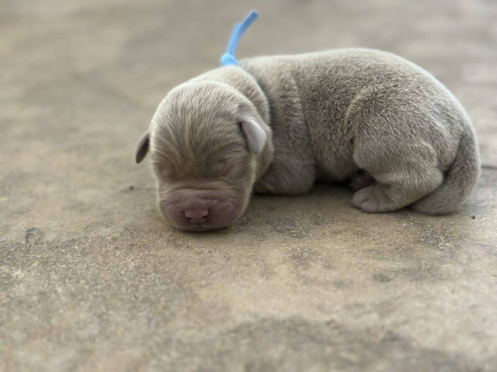 Silver Male 2nd pick of 2