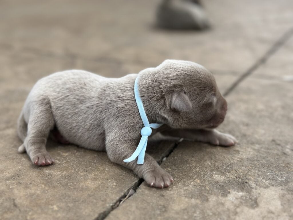 Silver Male 2nd pick of 2