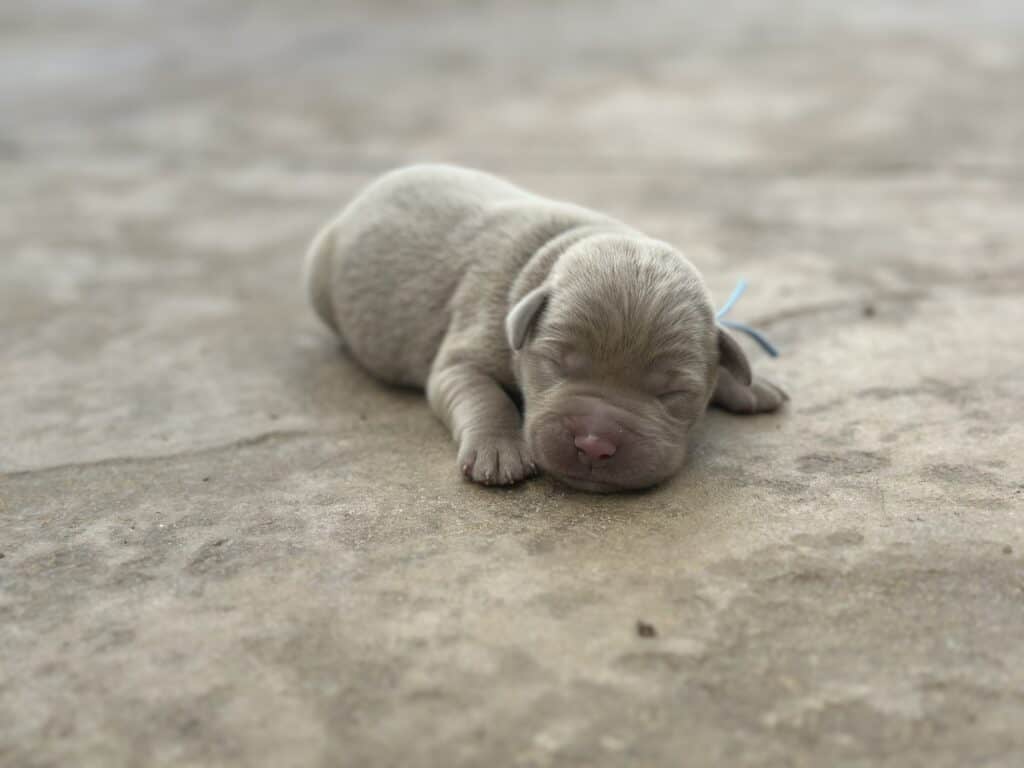 Silver Male 1st pick of 2