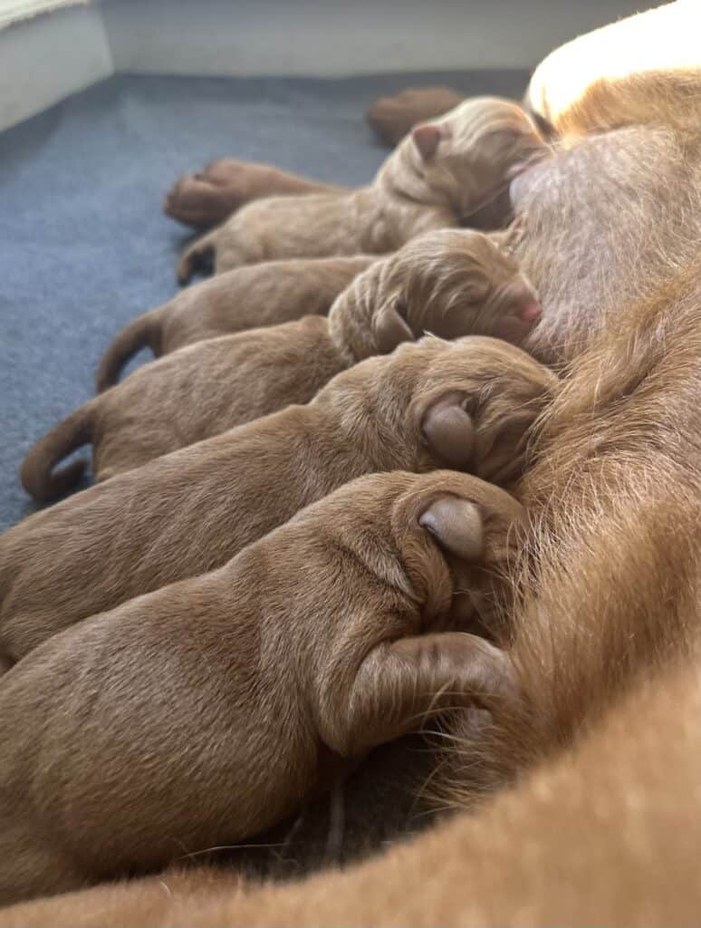 Fox Red Male 1st pick of 2