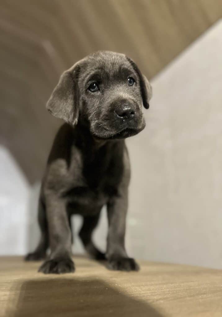 Charcoal Female 2nd pick of 2