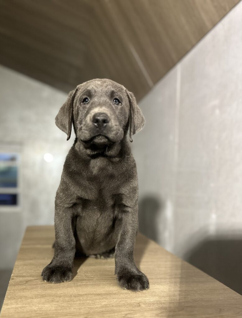 Charcoal Male 2nd pick of 2