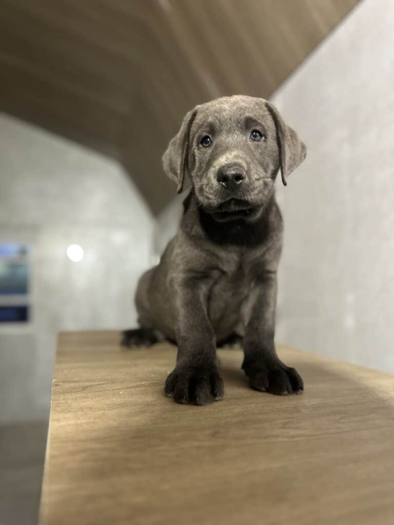 Stormy-Charcoal Female- Available Today