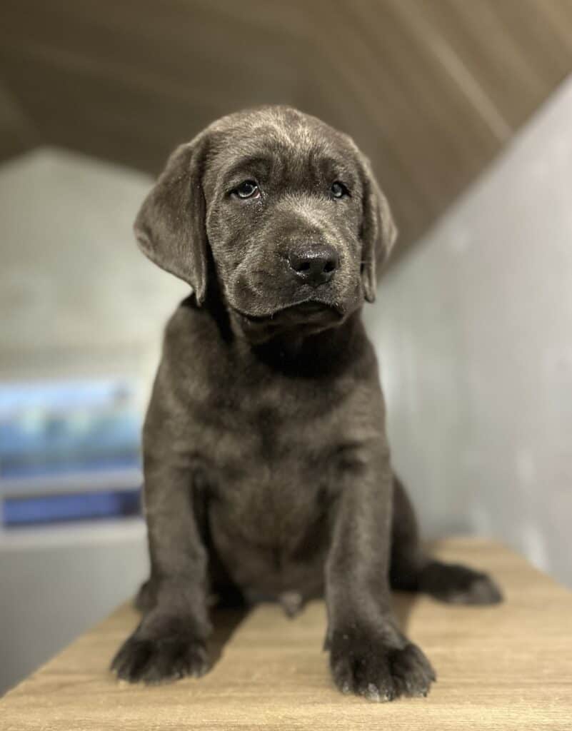 Charcoal Male 1st pick of 2