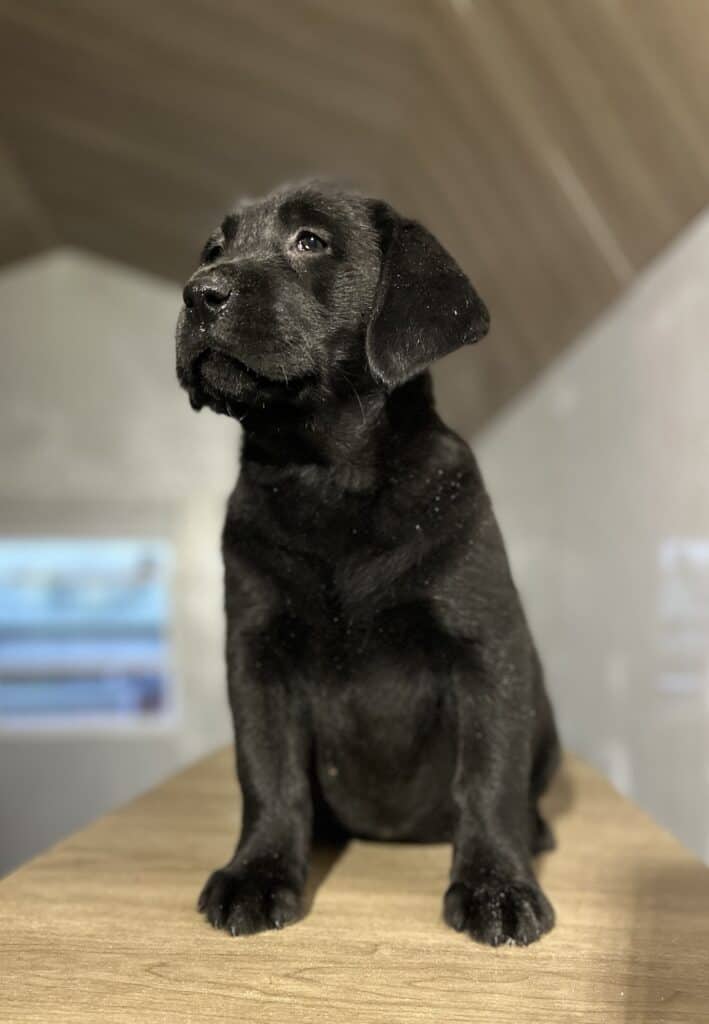 Raven- Black Female - Available Today