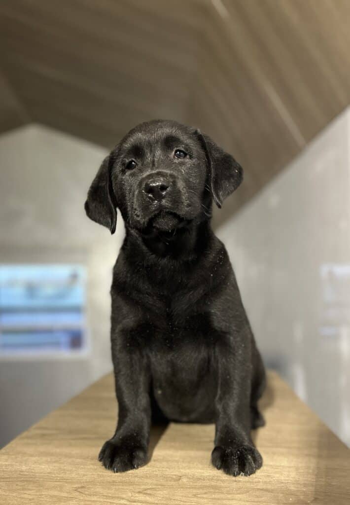 Raven- Black Female - Available Today