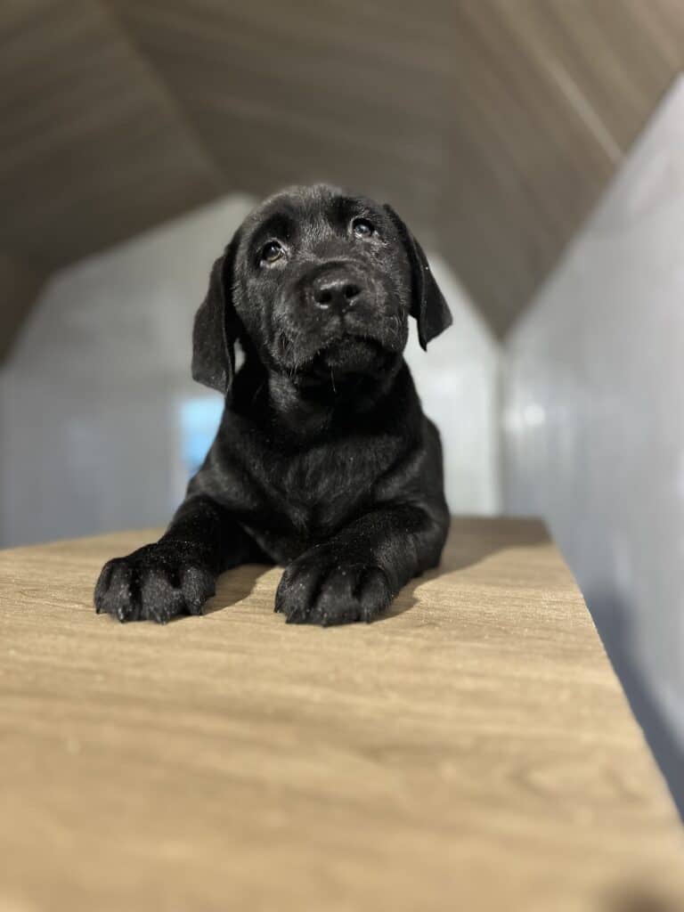 Salem Black Male - Available Today