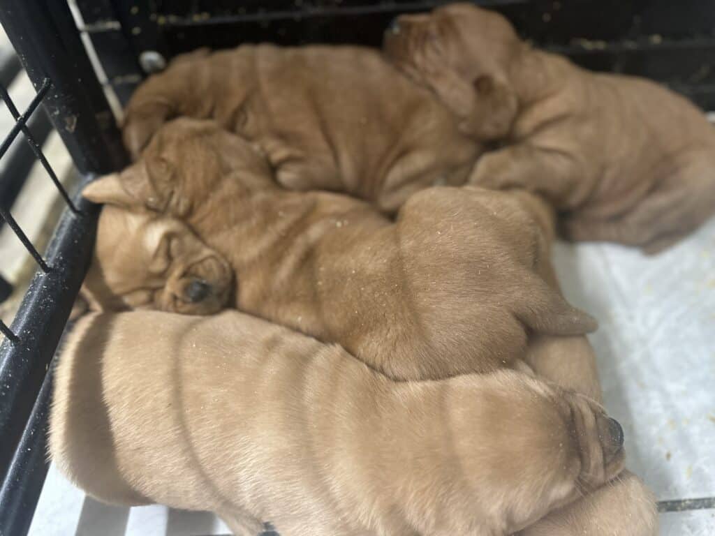 Pies- Fox Red Female - 2nd Pick of 2 - Last available