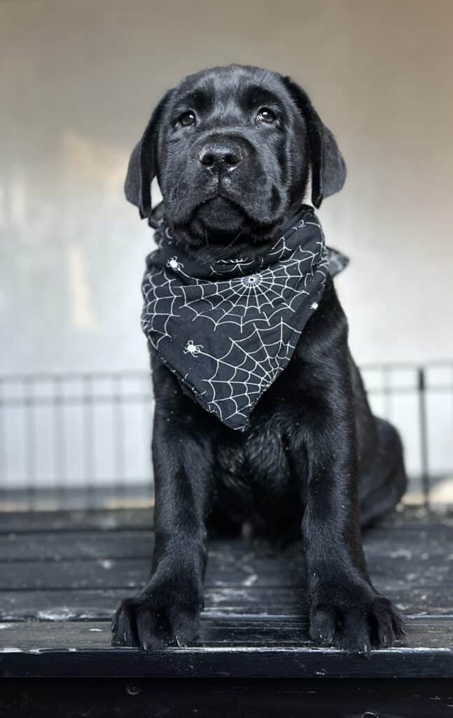 Salem Black Male - Available Today