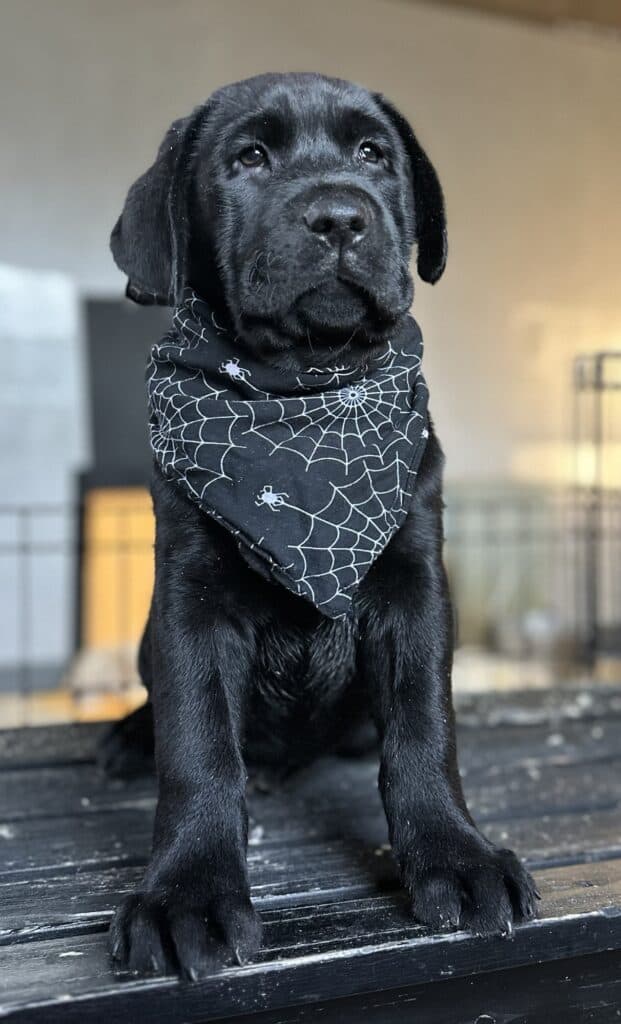 Salem Black Male - Available Today