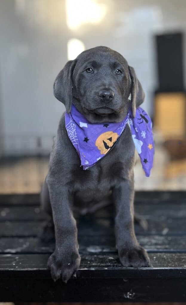 Stormy-Charcoal Female- Available Today