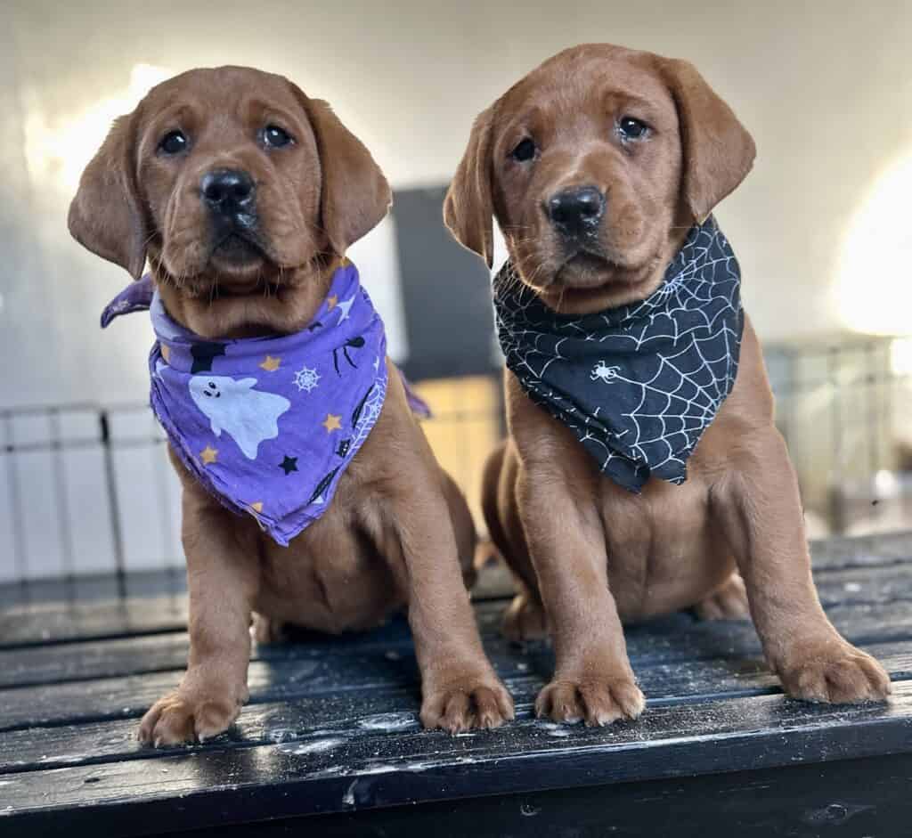 Maple- Fox Red Female- Available Today