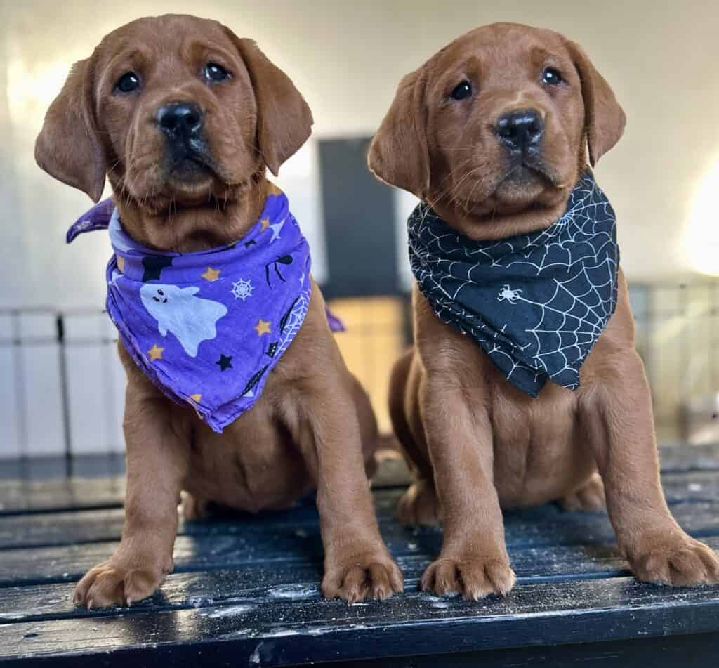 Ember Fox Red Female- Available Today!